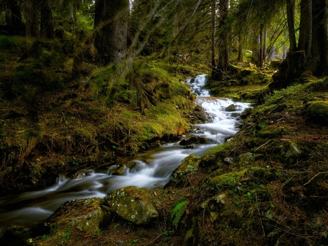 Быстрый ручей в холодном темном лесу 