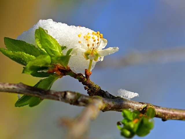 Белый снег лежит на ветке с зелеными листьями весной