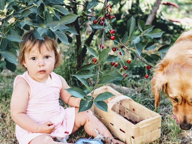 Маленькая девочка сидит под деревом вишни с собакой 
