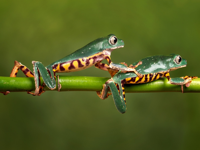 Две зеленые лягушки на ветке