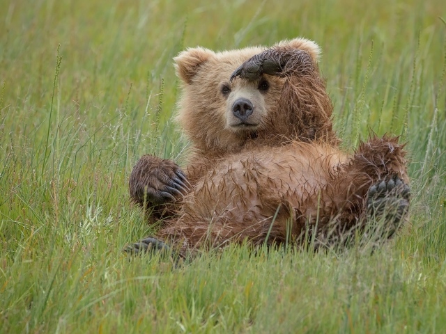 Большой бурый медведь лежит в зеленой траве