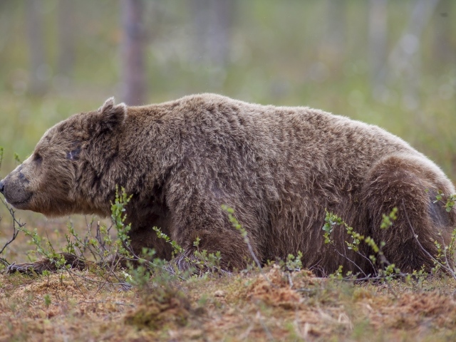 Большой бурый медведь  лежит на траве в лесу