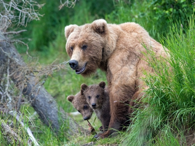Большая медведица с медвежатами