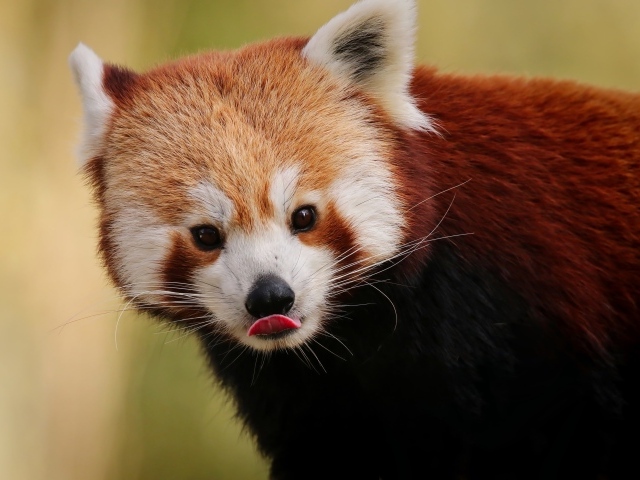 Большая красная панда с высунутым языком