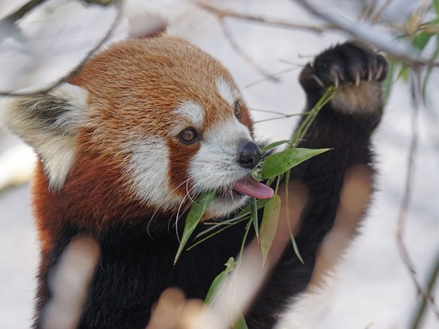 Красная панда ест ветки эвкалипта