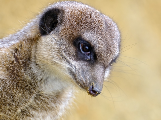 Голова суриката крупным планом