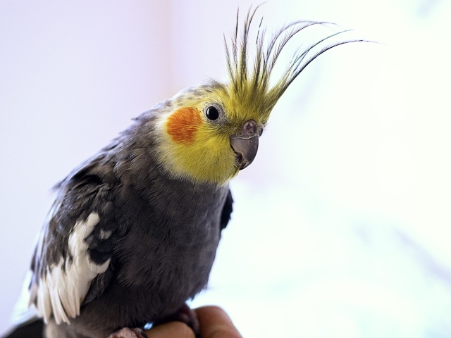 Красивый попугай какаду сидит на руке