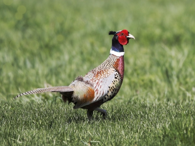 Красивый пестрый фазан идет по траве
