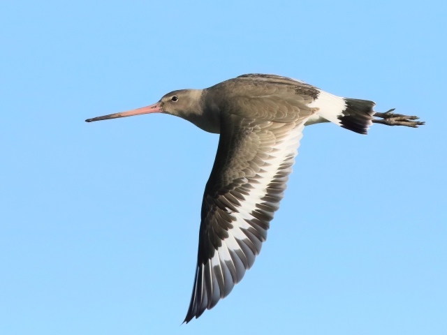 Птица с  острым клювом летит в небе