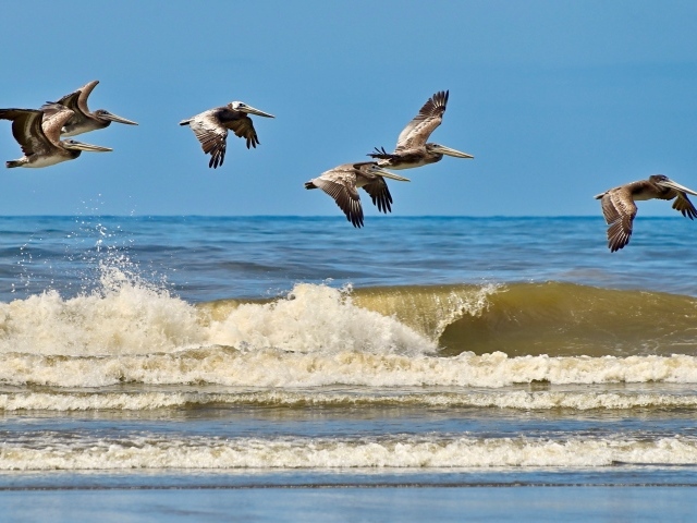 Стая пеликанов летит над морскими волнами