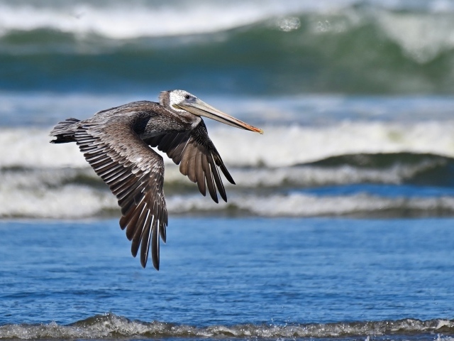 Большой коричневый пеликан летит над водой