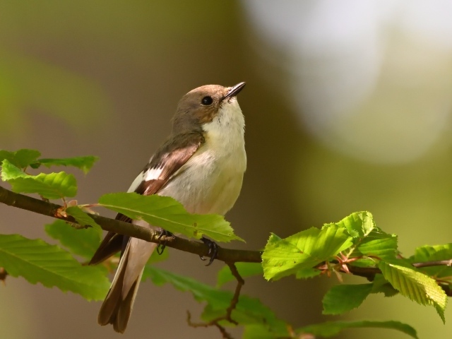 Маленькая птичка сидит на ветке с зелеными листьями