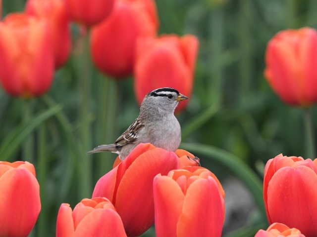 Маленькая птица сидит на красном тюльпане