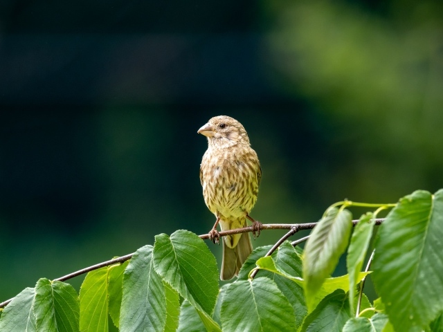Маленькая серая птица сидит на ветке с зелеными листьями