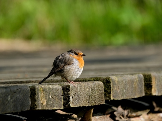 Маленькая нахохлившаяся птица сидит на мосту