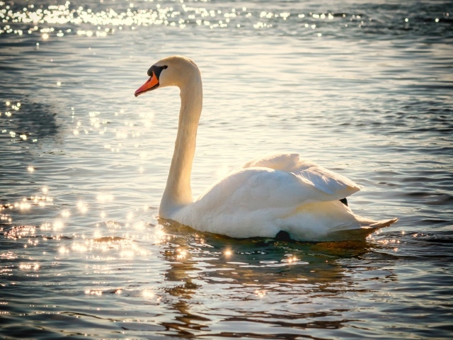 Красивый белый лебедь в лучах солнца в пруду