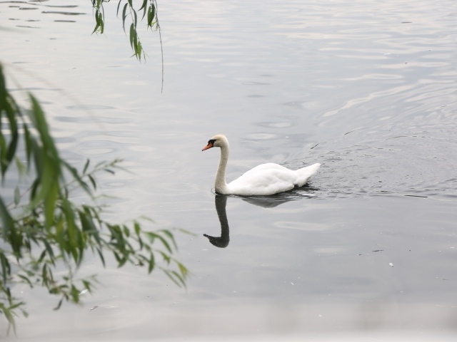 Красивый белый лебедь плавает в воде