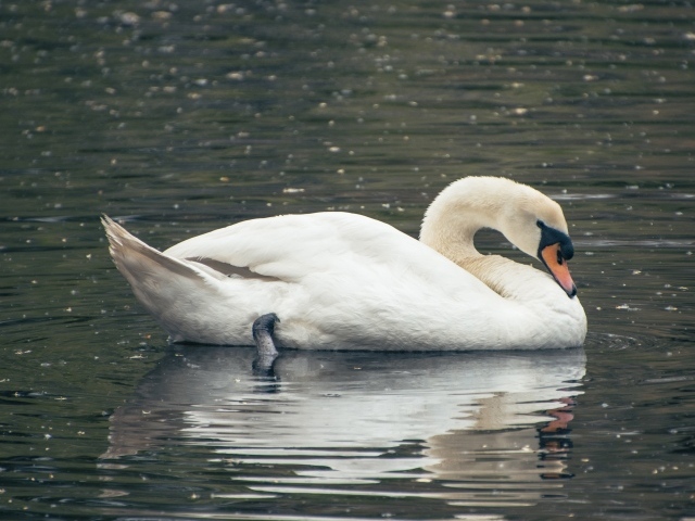 Красивый белый лебедь плавает в воде