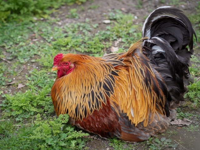 Большой красивый домашний петух