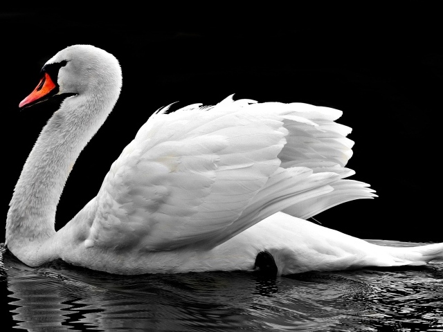 Большой красивый белый лебедь в воде