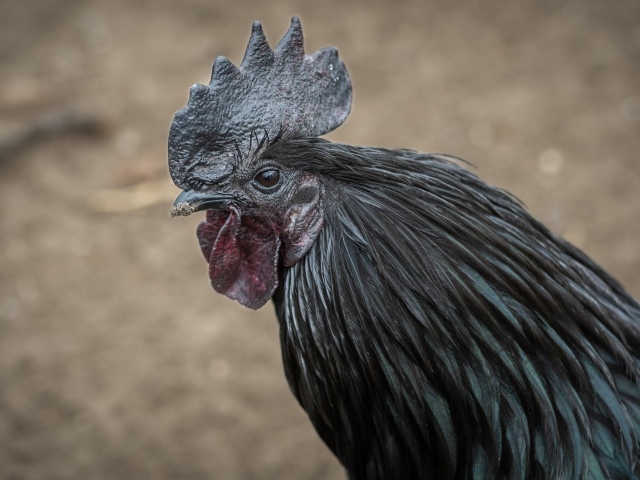 Большой черный домашний петух 