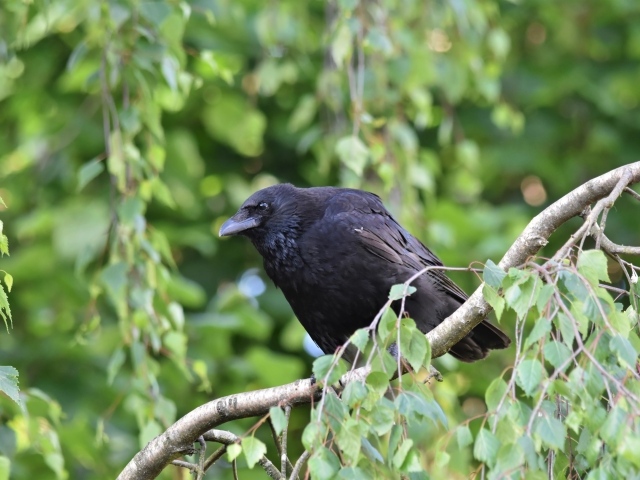 Большой черный ворон сидит на ветке