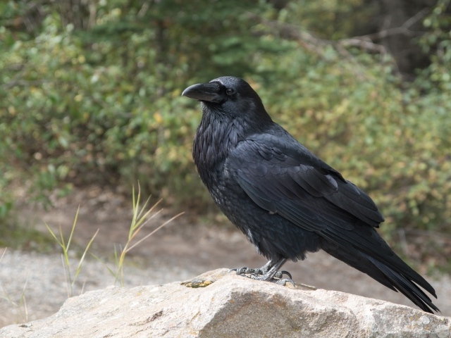 Большой черный ворон стоит на камне