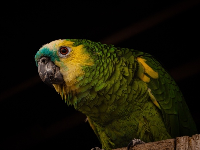 Большой зеленый попугай на черном фоне