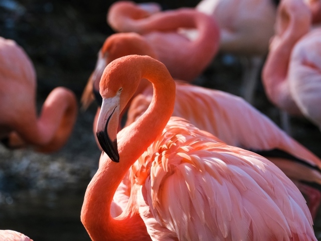 Большой розовый фламинго крупным планом