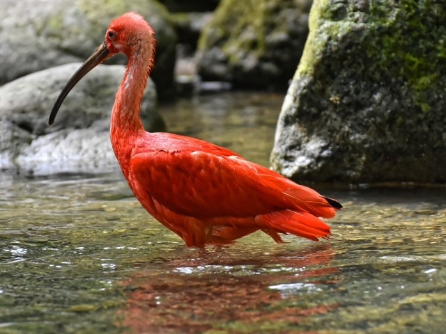 Большой красный ибис в воде