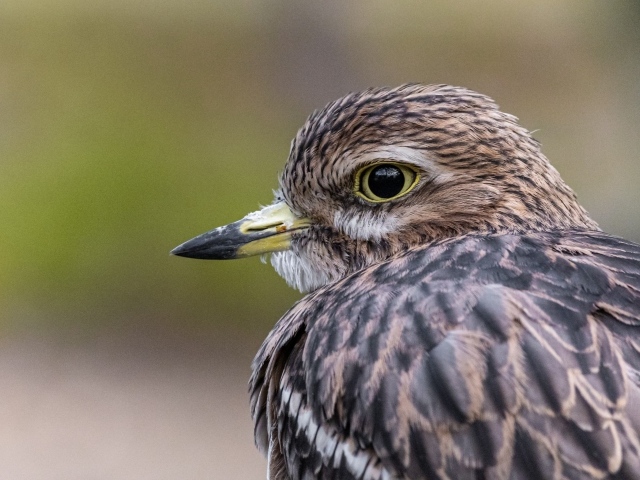 Птица с острым коротким клювом