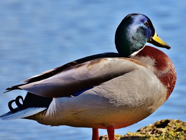 Большой дикий селезень у пруда