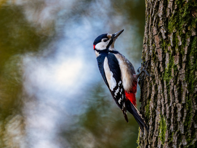 Большой дятел сидит на дереве