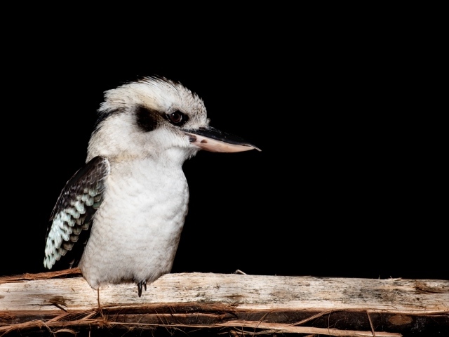 Птица Смеющаяся кукабара сидит на ветке
