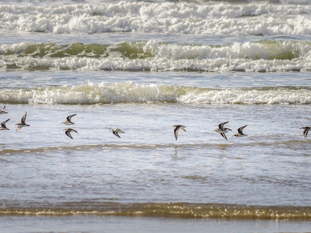Птицы пролетают над морскими волнами
