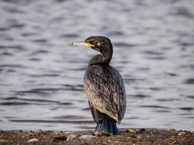Черный баклан стоит у воды