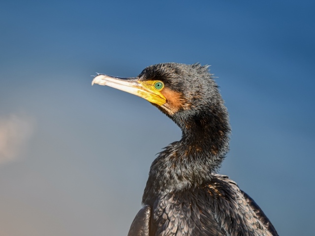 Черный баклан с большим острым клювом