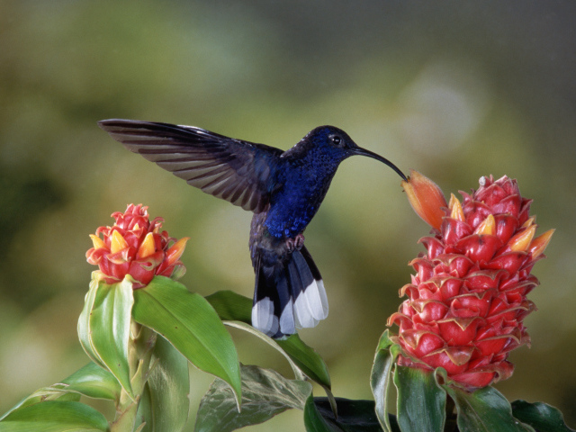 Черная птица колибри над красным цветком