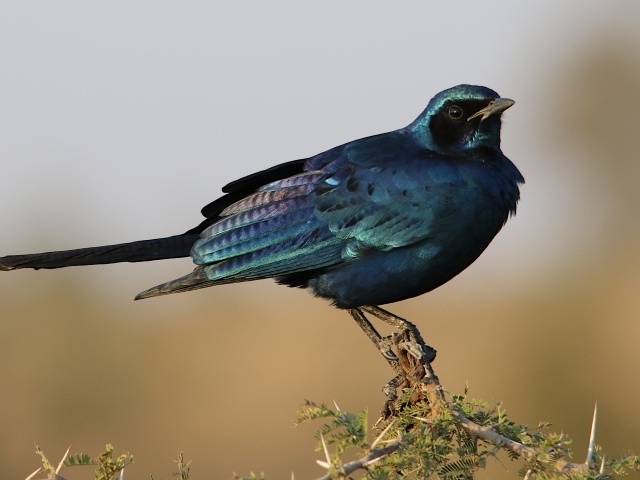 Черный скворец сидит на ветке