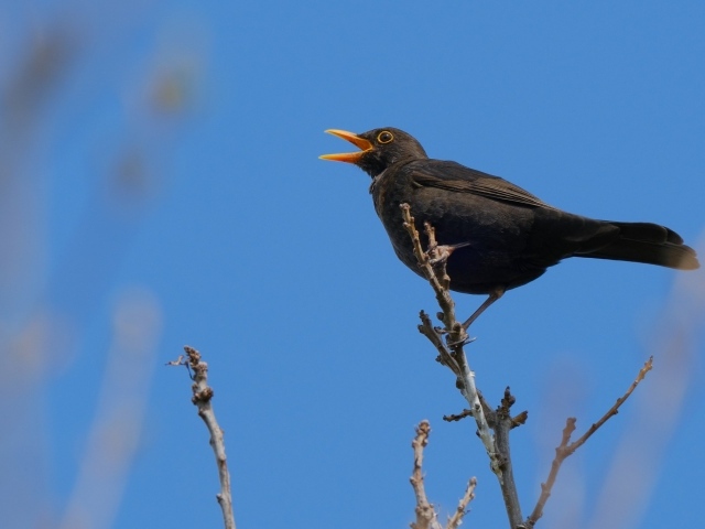 Черный дрозд поет на ветке дерева