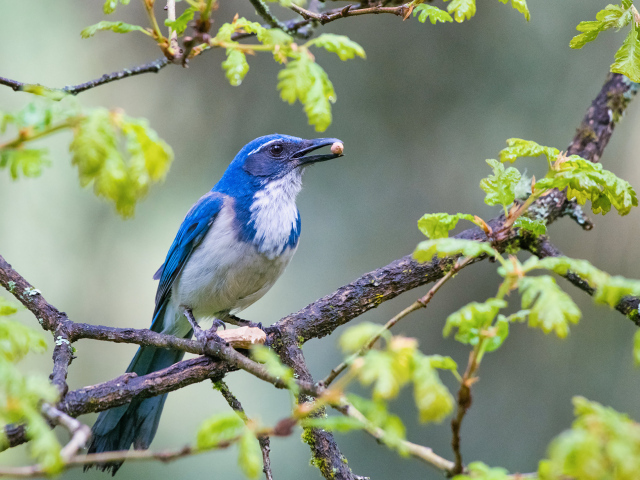 Голубая сойка сидит на ветке дерева