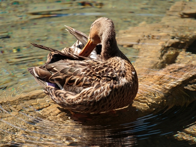 Коричневая утка чистит перья в воде