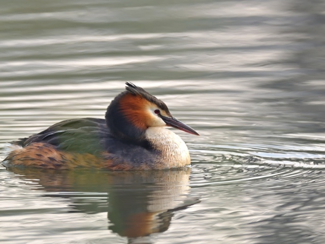 Птица хохлатая поганка в воде