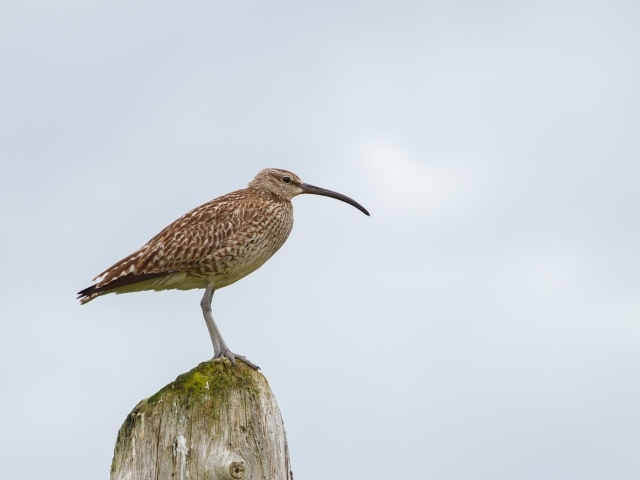 Птица кроншнеп с длинным острым клювом