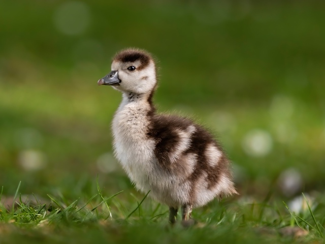 Утенок стоит в зеленой траве