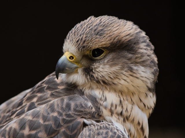 Сокол на черном фоне крупным планом