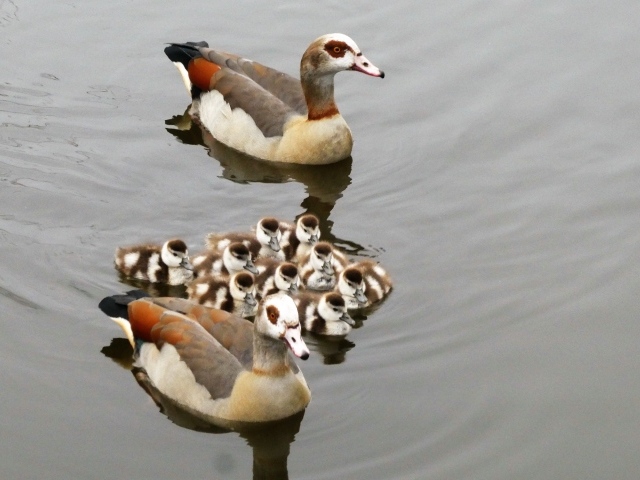 Семья египетских гусей в воде