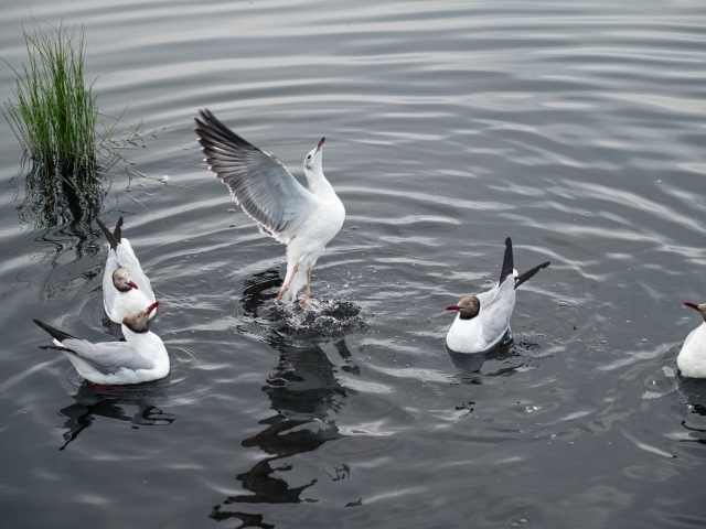 Пять чаек плавают в воде озера