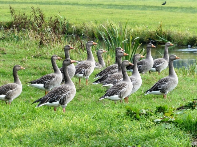 Стая серых гусей у воды