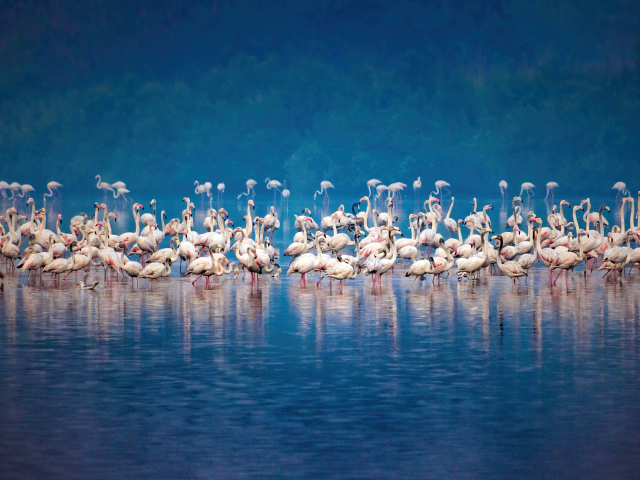 Стая розовых фламинго в воде